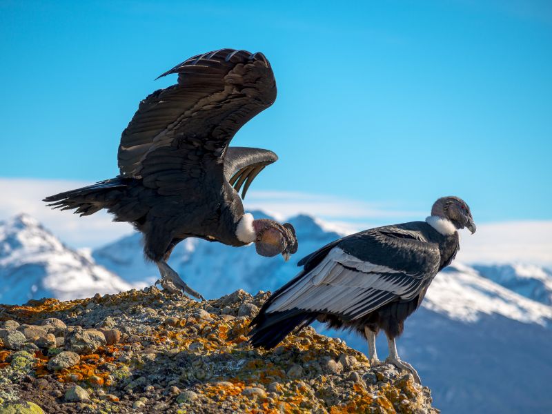 Wildlife Watching in Chile: Spotting Pumas, Condors, and More - Chile ...
